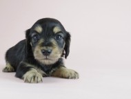 カニヘン　子犬　ブラクリ　女の子