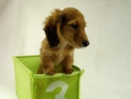 カニヘンダックス 子犬 シェーデットレット男の子 カニヘンダックス 子犬 シェーデットレット男の子