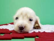 カニンヘンダックス　子犬　クリーム女の子