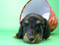 カニンヘンダックス　子犬　ブラックタン女の子