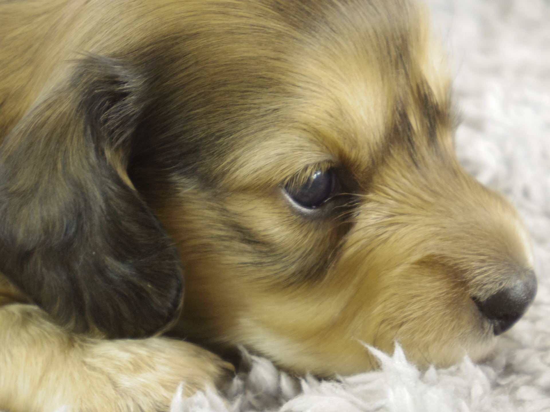 ミニチュワ　子犬　Ｓクリーム女の子