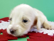 カニンヘンダックス　子犬　クリーム女の子