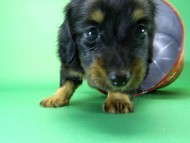 カニンヘンダックス　子犬　ブラックタン女の子