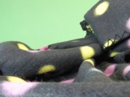 カニンヘン ダックスフンド ゴールド女の子 カニンヘン ダックスフンド ゴールド女の子