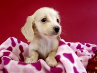 カニヘン ダックスフンド 子犬 ピュアクリーム女の子