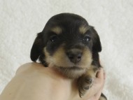 カニンヘン　子犬　ブラクリ女の子