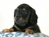 カニヘン 子犬 ブラタン男の子 カニヘン 子犬 ブラタン男の子