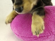 カニヘンダックス　子犬　ブラッククリーム　女の子