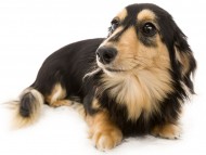 ソフィア (3) ソフィア (3)