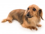 Kaninchen_Dachshund07あかね_K9A8204