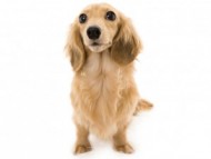 カニンヘン ダックスフンド アン.2