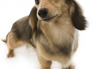 クレア カニンヘンダックス 女の子 シェーデットクリーム クレア カニンヘンダックス 女の子 シェーデットクリーム