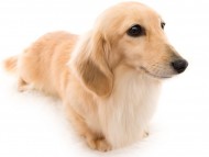 tn11ボノcs_K9A1749