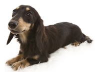 イブ カニンヘンダックス ブラック＆クリーム