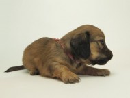 8シャーロットＳレット女の子8