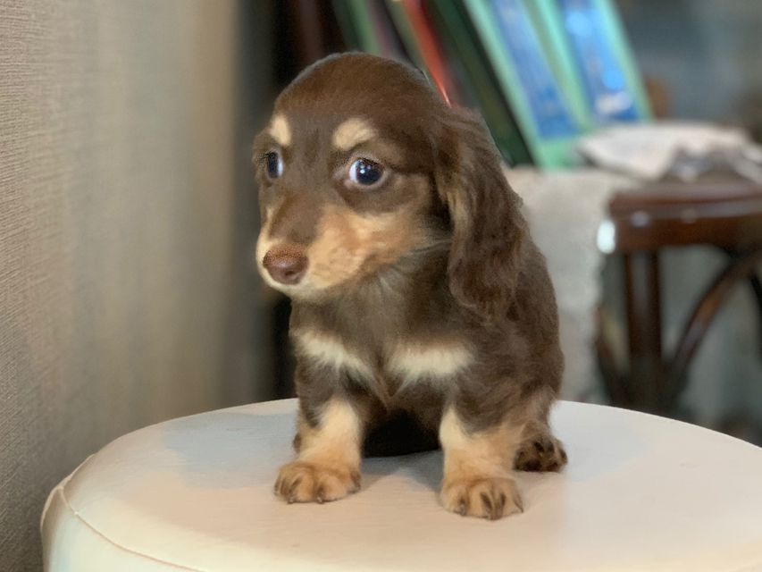 カニンヘン ダックスフンド パセリkk & ナイトの子犬 チョコイエロー（チョコクリーム） 女の子