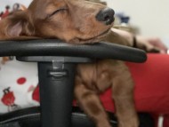 1grandprix 1grandprix