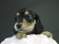 カニヘン　子犬　ブラクリ女の子