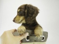 カニヘン　子犬　チョコクリ女の子