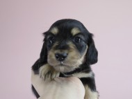 カニヘン　子犬　ブラクリ　女の子