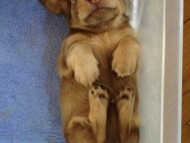 カニンヘン 子犬 チョコ系　男の子 ベルサスの赤ちゃん　12/3生まれ