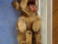 カニンヘン 子犬 チョコ系　男の子 ベルサスの赤ちゃん　12/3生まれ