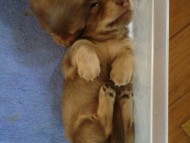 カニンヘン 子犬 チョコ系　男の子 ベルサスの赤ちゃん　12/3生まれ