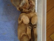 カニンヘン 子犬 チョコ系　男の子 ベルサスの赤ちゃん　12/3生まれ