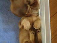 カニンヘン 子犬 チョコ系　男の子 ベルサスの赤ちゃん　12/3生まれ