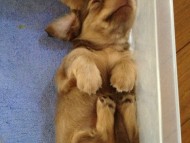 カニンヘン 子犬 チョコ系 男の子 ベルサスの赤ちゃん 12/3生まれ カニンヘン 子犬 チョコ系 男の子 ベルサスの赤ちゃん 12/3生まれ