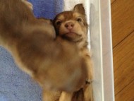 カニンヘン 子犬 チョコ系 男の子 ベルサスの赤ちゃん 12/3生まれ カニンヘン 子犬 チョコ系 男の子 ベルサスの赤ちゃん 12/3生まれ