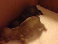 カニンヘンのシェリーが6月15日出産しました