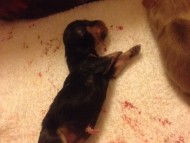 カニンヘンのシェリーが6月15日出産しました