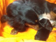 カニンヘンのルヒィが8月17日出産しました。ブラックタン 男の子1