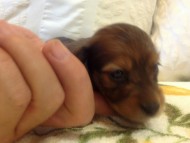 カニンヘン　子犬　シェーデットレット女の子