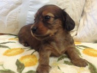 カニンヘン　子犬　シェーデットレット女の子