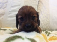 カニンヘン　子犬　シェーデットレット男の子