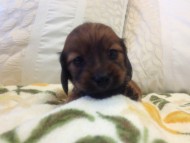 カニンヘン　子犬　シェーデットレット男の子