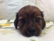 カニンヘン　子犬　シェーデットレット男の子