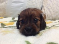 カニンヘン 子犬 シェーデットレット男の子 カニンヘン 子犬 シェーデットレット男の子