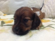 カニンヘン　子犬　シェーデットレット男の子