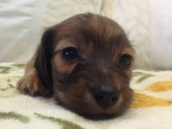 カニンヘン　子犬　シェーデットレット男の子