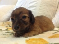 カニンヘン　子犬　シェーデットレット男の子