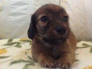 カニンヘン　子犬　シェーデットレット男の子