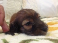 カニンヘン　子犬　シェーデットレット男の子