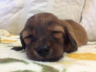 カニンヘン　子犬　シェーデットレット男の子