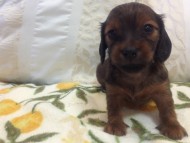 カニンヘン　子犬　シェーデットレット女の子