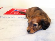 カニヘンダックス　子犬　シェーデットレット男の子