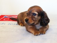 カニヘンダックス　子犬　シェーデットレット男の子