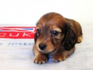 カニヘンダックス　子犬　シェーデットレット男の子